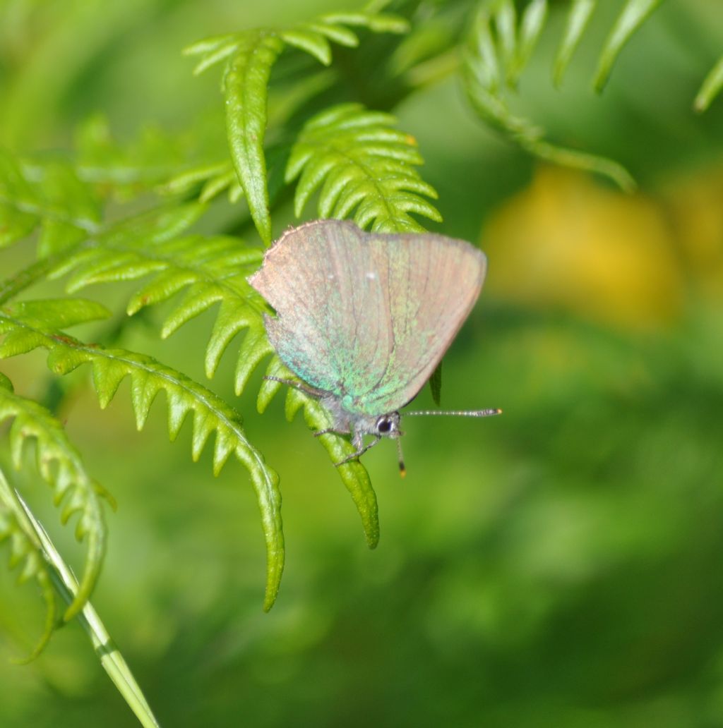 Callophrys rubi? S